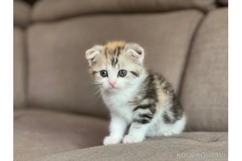 販売中の茨城県のスコティッシュフォールド(折れ耳)-118854の3枚目